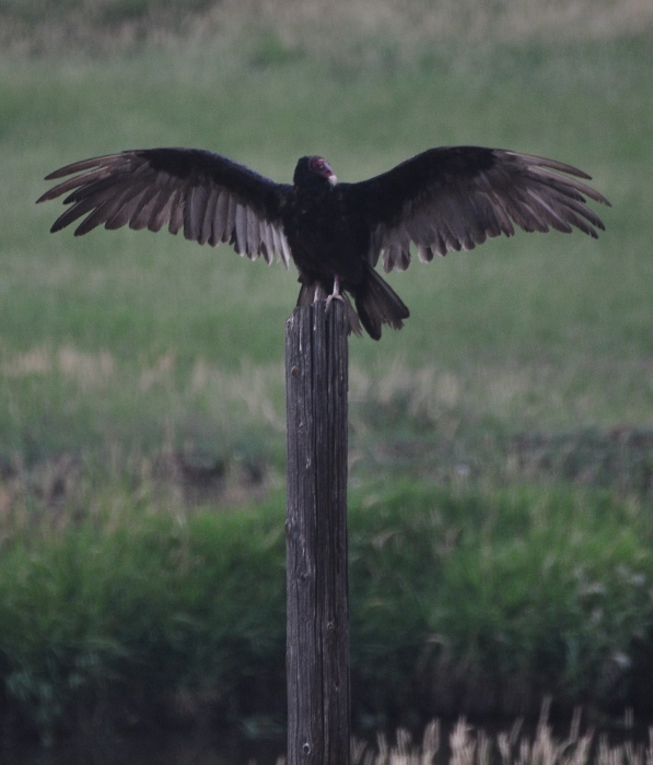 large bird on post spreads its wings